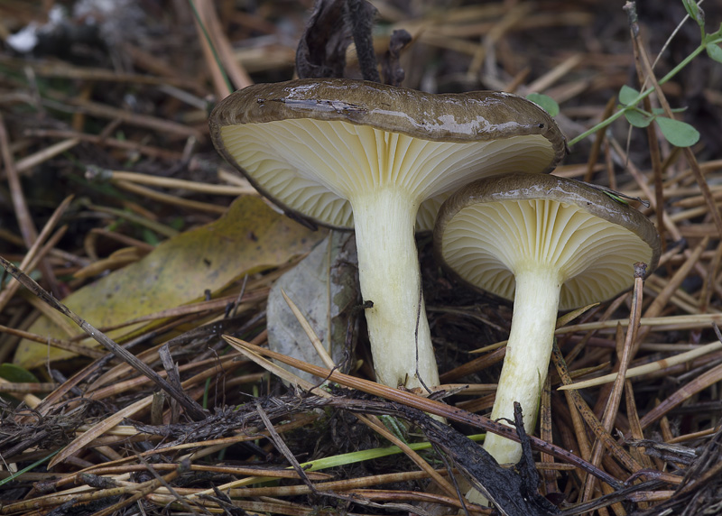 Hygrophorus hypothejus